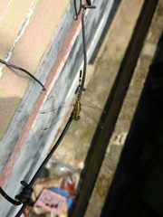 Diplacodes trivialis