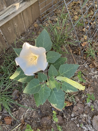 Datura wrightii