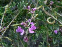 Indigofera sp16