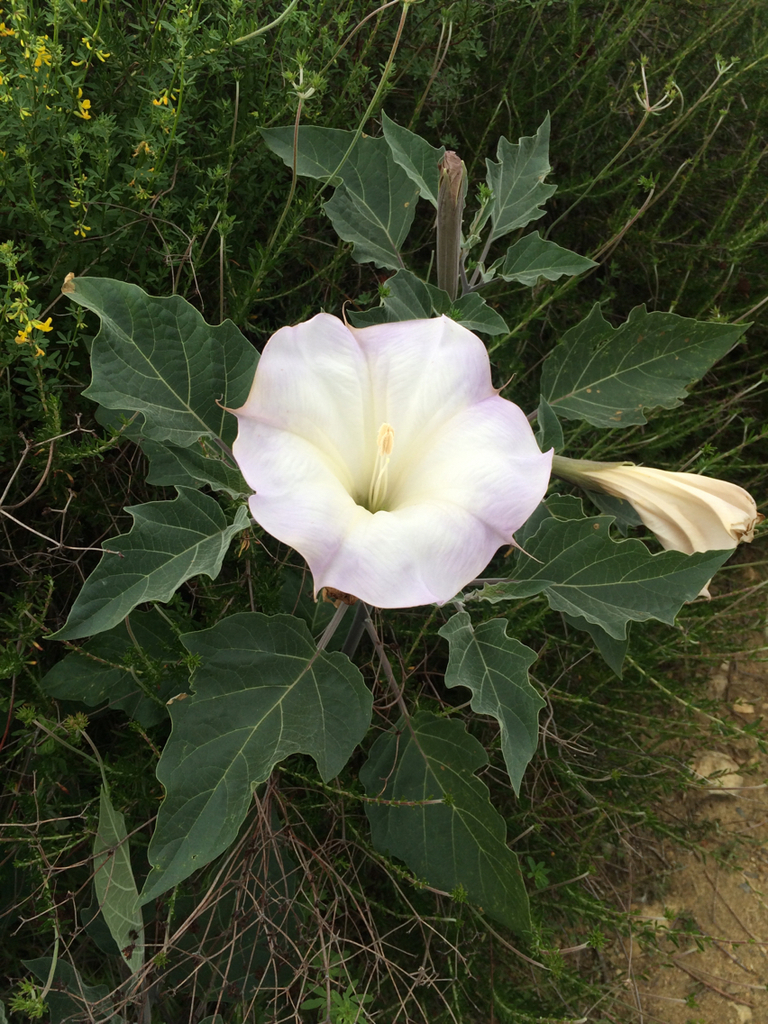 Sacred Datura from Audubon Starr Ranch Sanctuary on February 27, 2015 ...