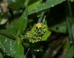 Millerieae