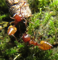 Crematogaster castanea