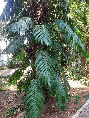 Image of Rhaphidophora decursiva by (c) Bruno Henrique Aranda, some rights reserved (CC BY)