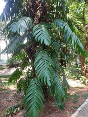 Rhaphidophora decursiva