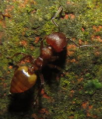 Crematogaster castanea