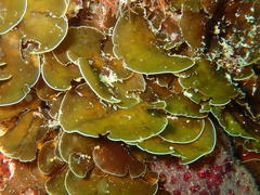 Exallosorus harveyanus