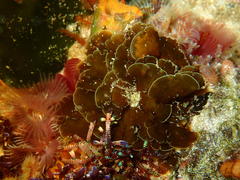 Exallosorus harveyanus