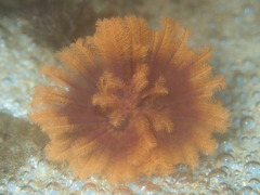 Eudistylia polymorpha