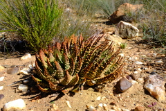 Tulista pumila