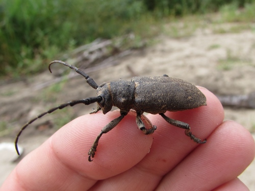 Weaver beetle, Краснощековский р-н, Алтайский край, Россия, photo 7 of 10