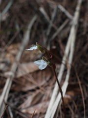 Odontochilus yakushimensis