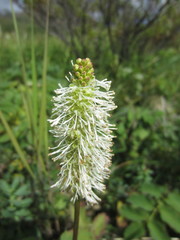 Sanguisorba