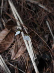 Odontochilus yakushimensis