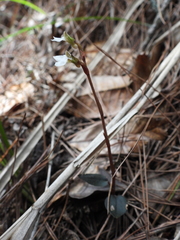 Odontochilus yakushimensis