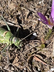 Albarracinia zapaterii
