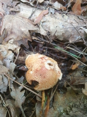 Cortinarius bolaris