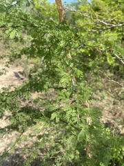 Vachellia albicorticata