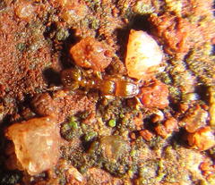 Tetramorium simillimum