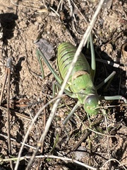 Albarracinia zapaterii
