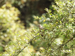 Pyrrhula owstoni