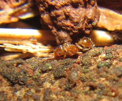 Tetramorium simillimum