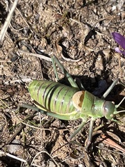 Albarracinia zapaterii