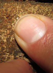 Tetramorium simillimum