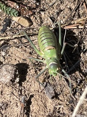Albarracinia zapaterii