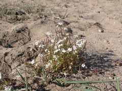 Dontostemon pinnatifidus