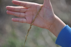 Elymus repens