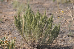 Artemisia pauciflora