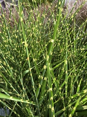 Equisetum hyemale