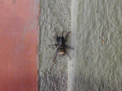 Latonigena auricomis