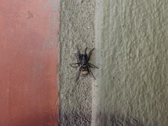 Latonigena auricomis