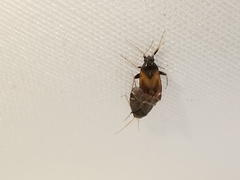 Hylopsallus
