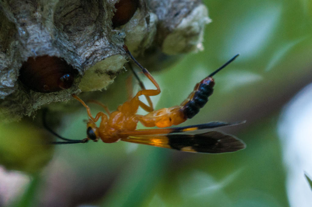 Camptotypus