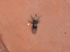 Latonigena auricomis