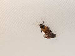 Hylopsallus