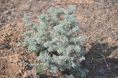 Artemisia