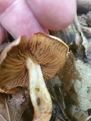 Cortinarius bolaris