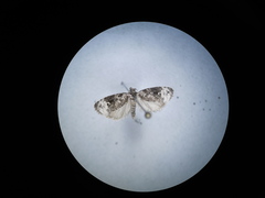 Apotomis apateticana