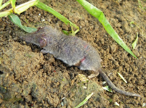 Güldenstädt's shrew