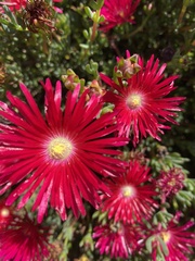 Lampranthus spectabilis