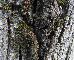 Frullania californica
