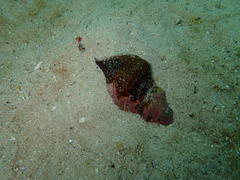 Lugubrilaria lugubris