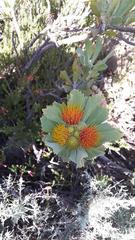 Leucospermum mundii