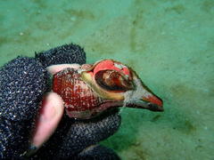 Lugubrilaria lugubris