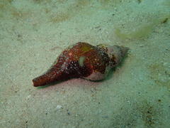 Lugubrilaria lugubris