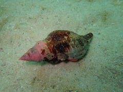 Lugubrilaria lugubris