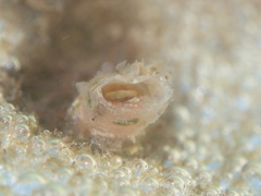 Eudistylia polymorpha